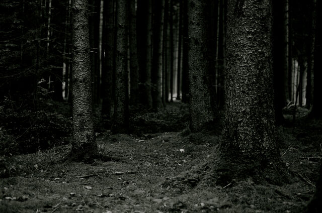 Datei:Wald-0.jpg