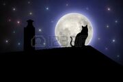 Gata-sobre-el-tejado-de-noche