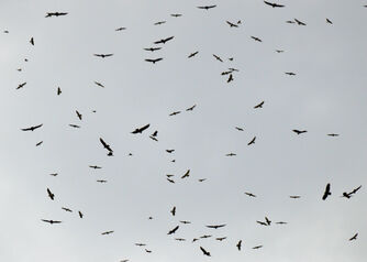 Hawks1