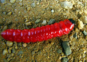 Red larva india suhas