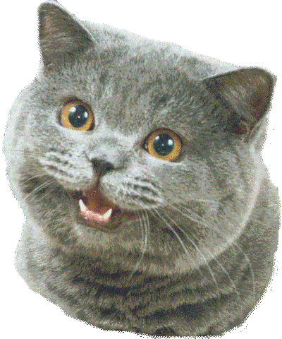 File:Happycat.gif