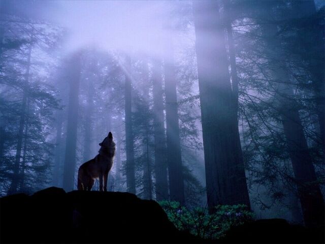 File:The Wolves.jpg