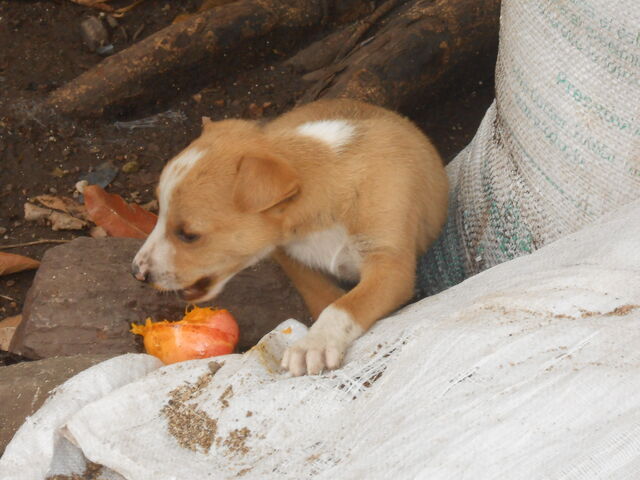 File:DSCN0147.jpg