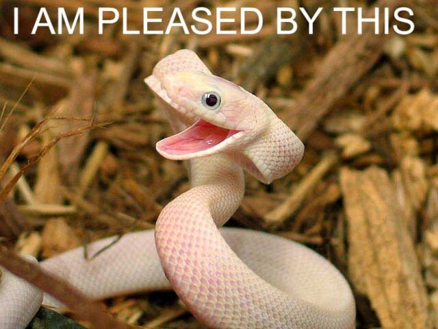 File:Happy snake.jpg
