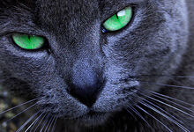 The Cat's Eyes
