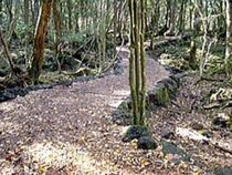 Aokigahara-forest-nature