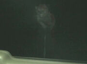 Dogman 03