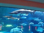 Shark