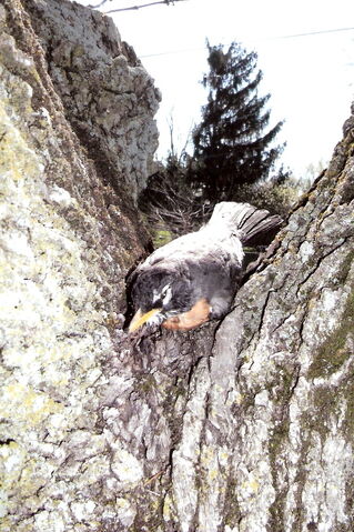 File:Tree with Robin 2.jpg