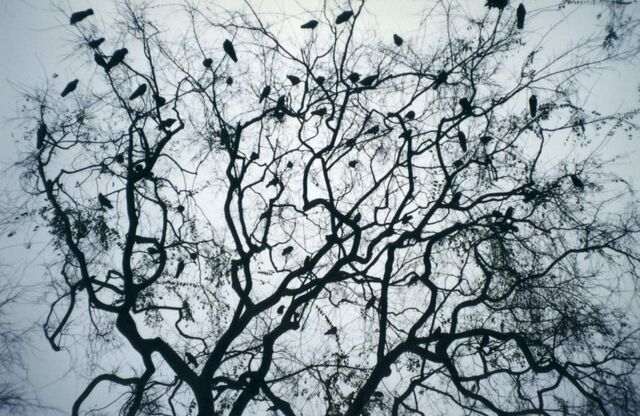 File:Murderofcrows.jpg