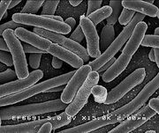 E. coli 1