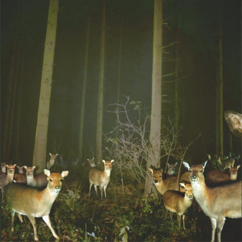 File:Staringdeer.png