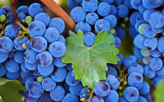 Datei:4013778-blue-grapes-wallpapers.jpg
