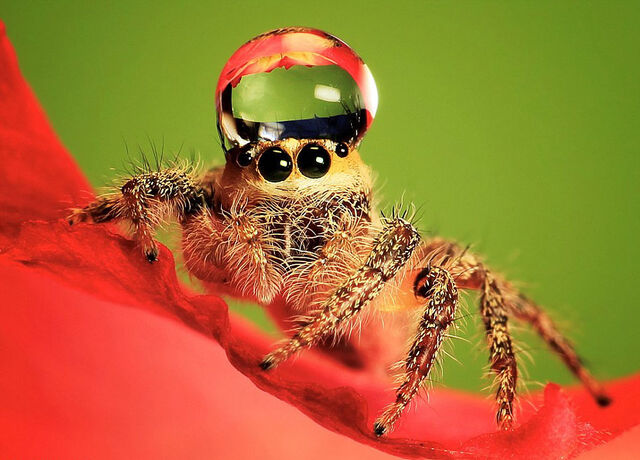 Datei:Jumping-spider-waterdrop-hats-uda-dennie-2.jpg