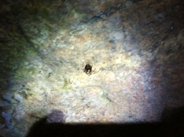 File:Another blurry spider.jpg