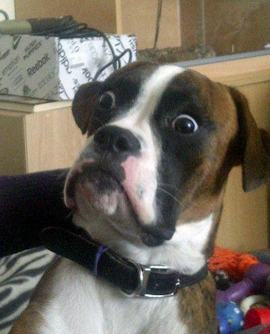 File:Shocked dog.png