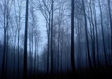 Creepy forest