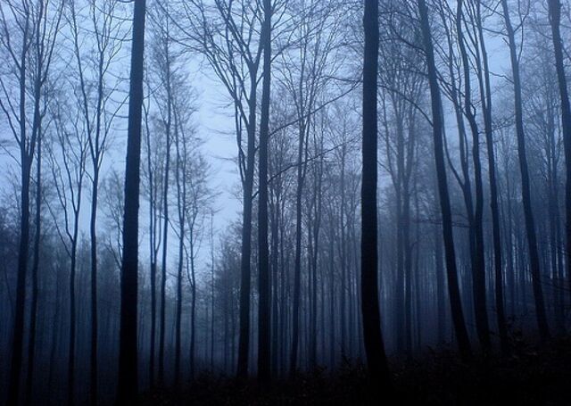 File:Creepy forest.jpg