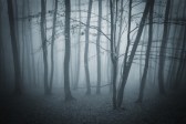 15935863-mysterious-dunklen-wald-mit-dichtem-nebel