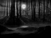 Lonelyforest