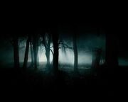 Dark-forest-35836-1-