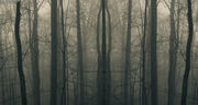 Woods787j