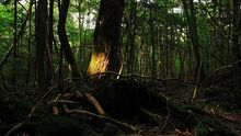160112231128 japan aokigahara forest 624x351 juliancolton nocredit
