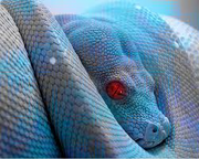 Blue snake