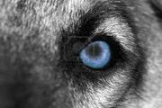 Wolfauge