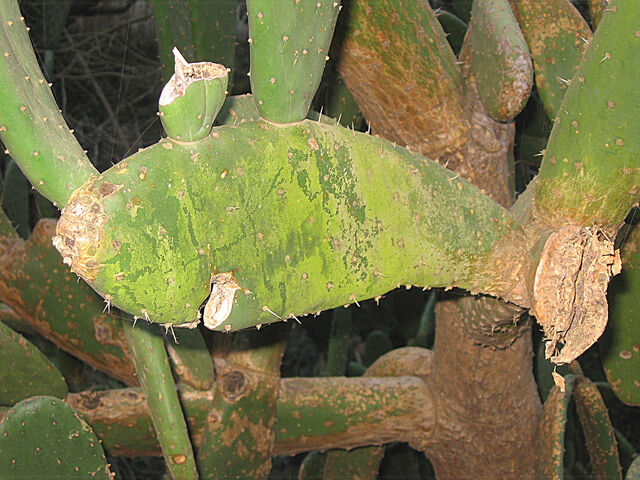 File:Cactus fish.jpg