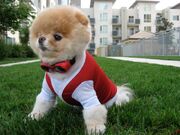 Khloe-Kardashian-Boo-the-Dog-Facebook-10261044-580x435