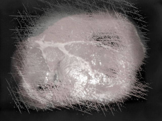 File:Raw meat.jpg