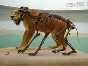 Homotherium1000