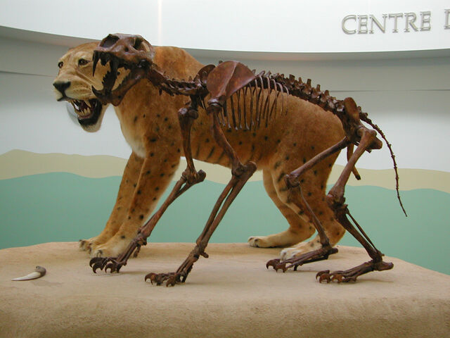 File:Homotherium1000.jpg