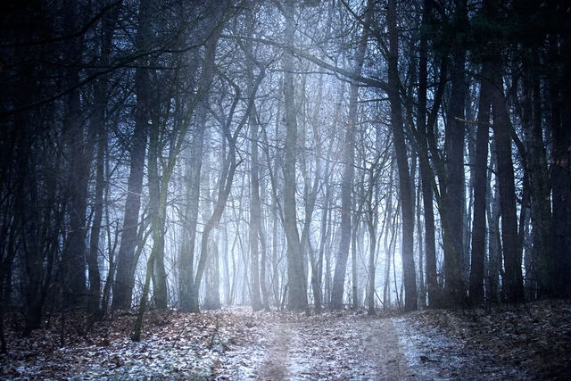 File:CreepyForest.jpg