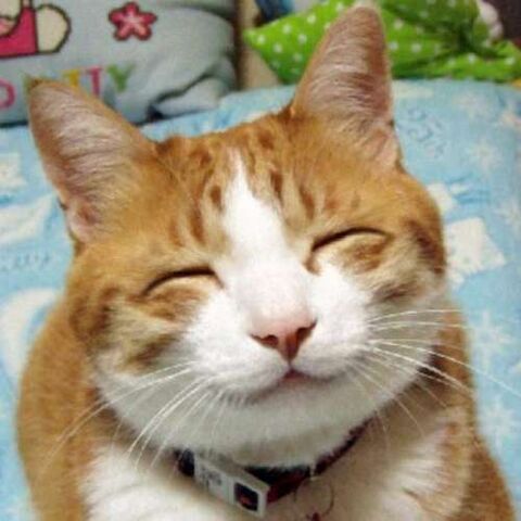 File:Catface.jpg