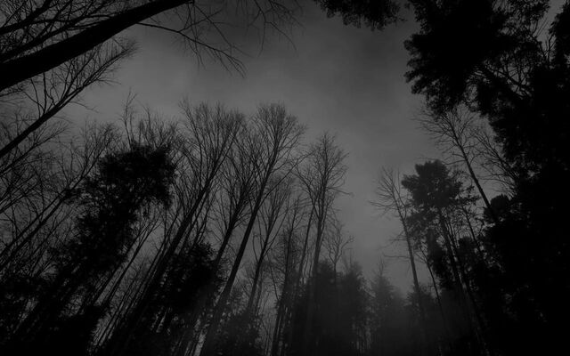 File:Black-and-white-backgrounds-tumblrtumblr-static-forest-black-white-dark-forest-wallpaper-wallpines-tzx1mqky.jpg