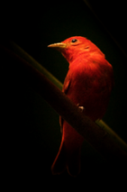 Pajaro-Rojo-blog-copia