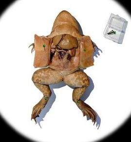 Dissecting a frog