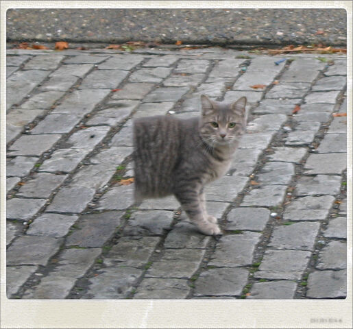 Datei:Halbkatze.jpg