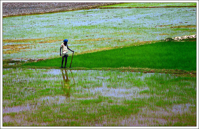 File:Man in the field.jpg