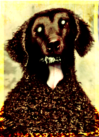 File:Greying dog.png