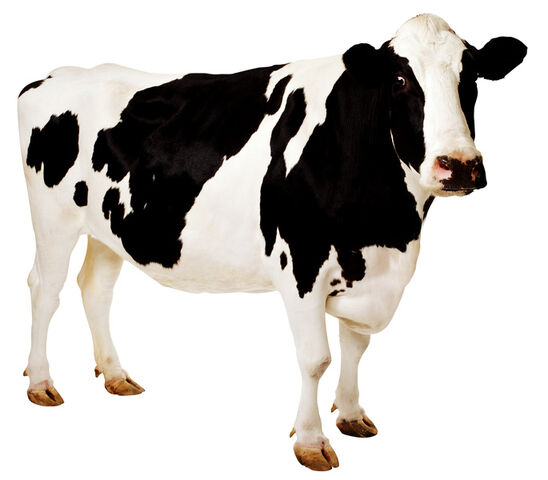 File:700cow.jpg