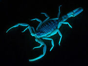 Blue Death