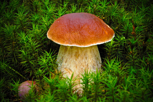 Datei:Steinpilz (2).jpg