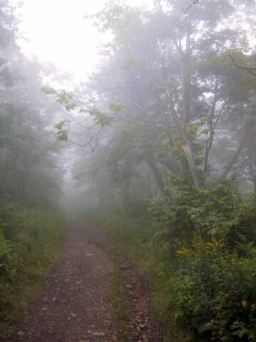 File:Pshot03.jpg