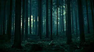 Arquivo:Floresta02.jpg