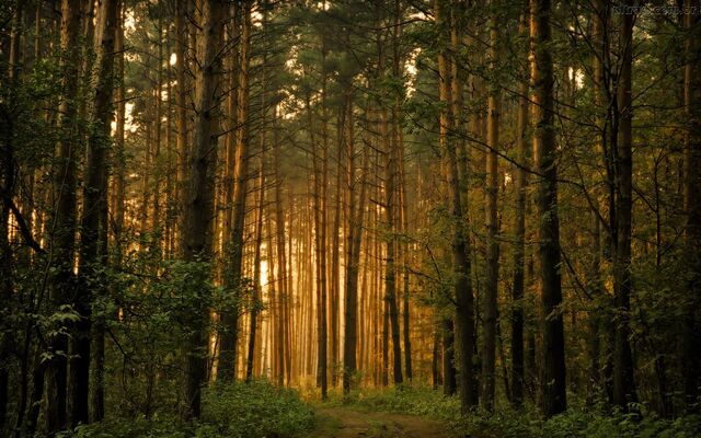 Arquivo:273619 Papel-de-Parede-O-Entardecer-na-Floresta 1920x1200.jpg