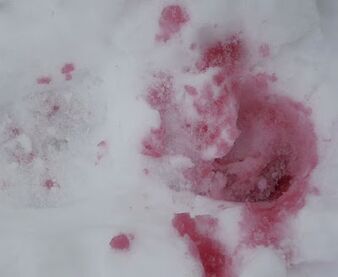 Neve