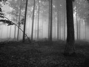 266pxfoggyforest1640